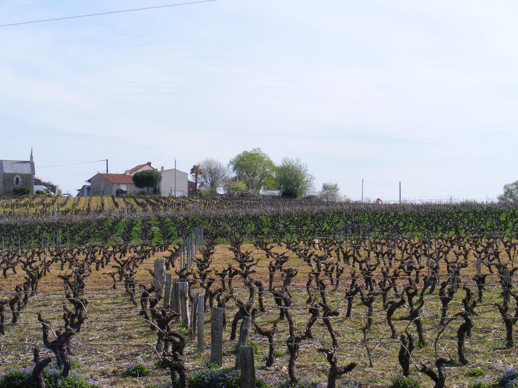 Chambres D'Hotes Vignes Et Loire Drain エクステリア 写真